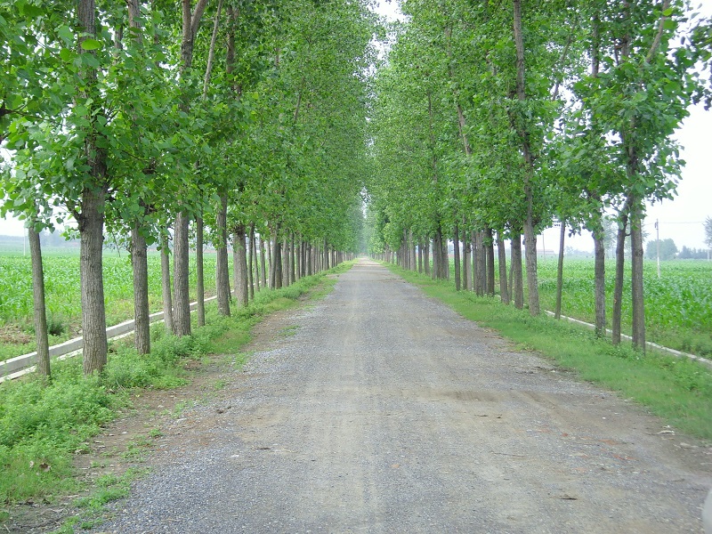 湖北水建工程案例—赵集泥结石路面